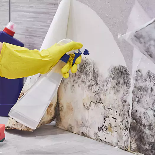 Reliable Mold Abatement Specialists in Brookings, SD