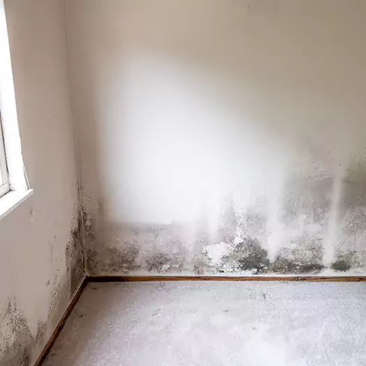 Trusted Mold Cleanup Specialists in Brookings, SD