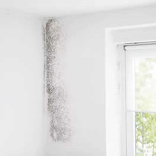 Trusted Mold Eradication Professionals Serving in Brookings, SD