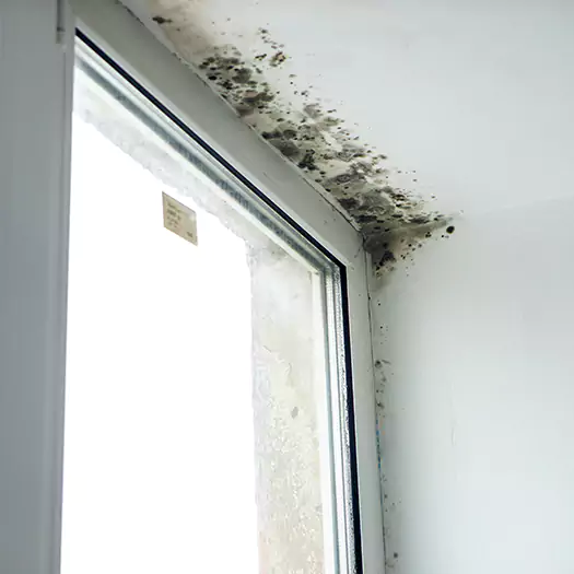 Experienced Mold Mitigation Specialists in Brookings, SD