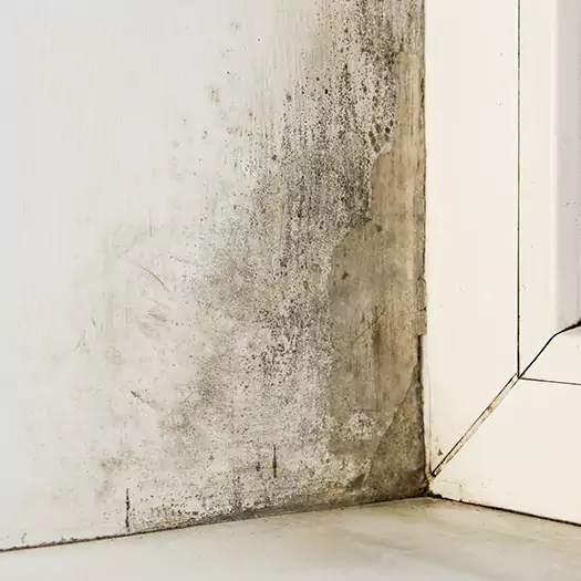 Skilled Mold on Drywall Experts in Brookings, SD