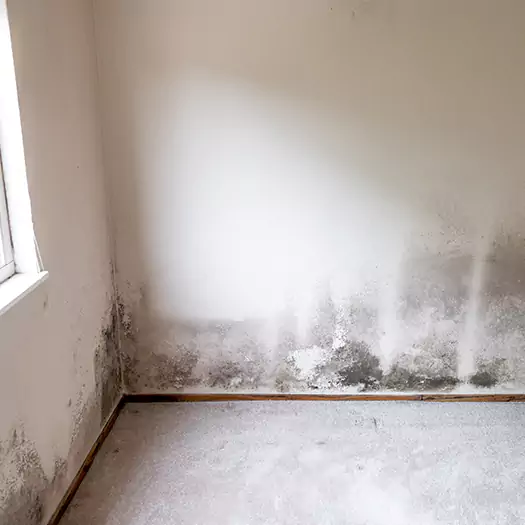 Trusted Mold on the Wall Experts in Brookings, SD
