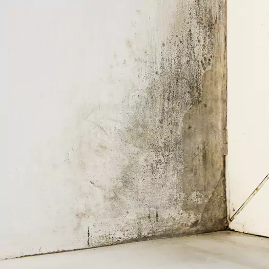 #1 Mold Remediation and Removal Experts in Brookings, SD