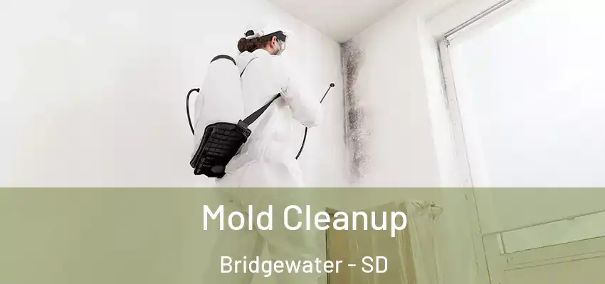 Mold Cleanup Bridgewater - SD