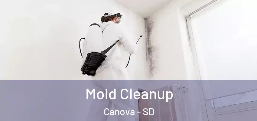 Mold Cleanup Canova - SD