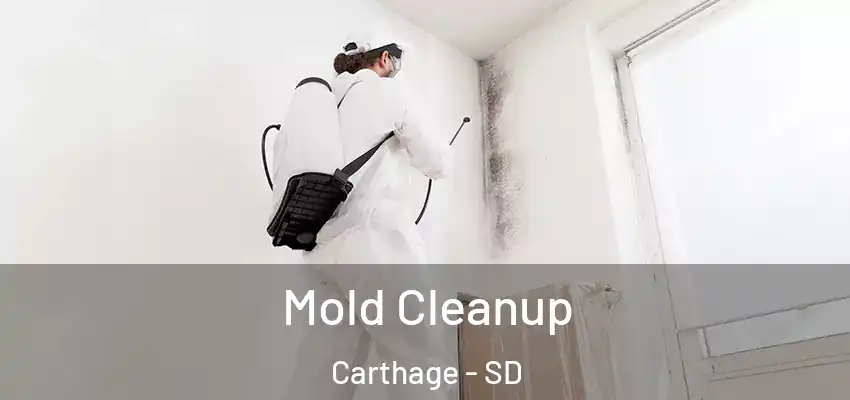Mold Cleanup Carthage - SD
