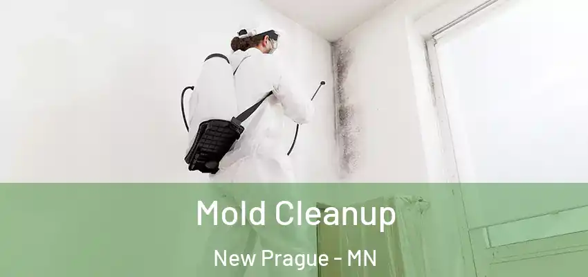  Mold Cleanup New Prague - MN