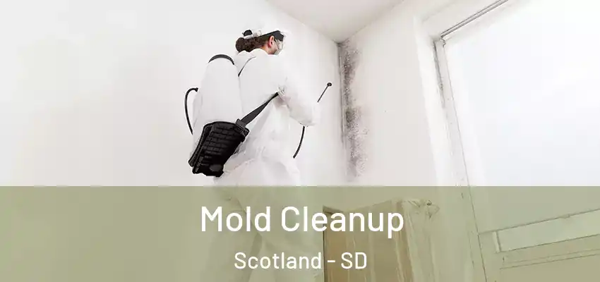 Mold Cleanup Scotland - SD