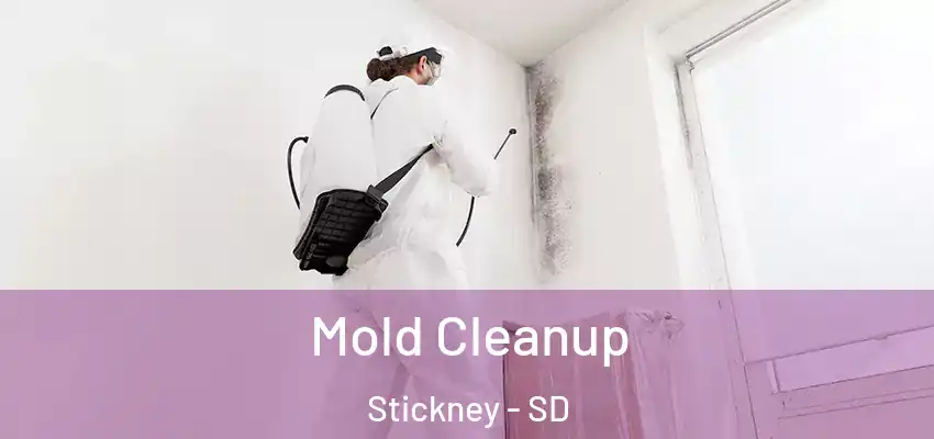 Mold Cleanup Stickney - SD