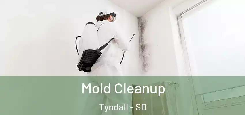 Mold Cleanup Tyndall - SD