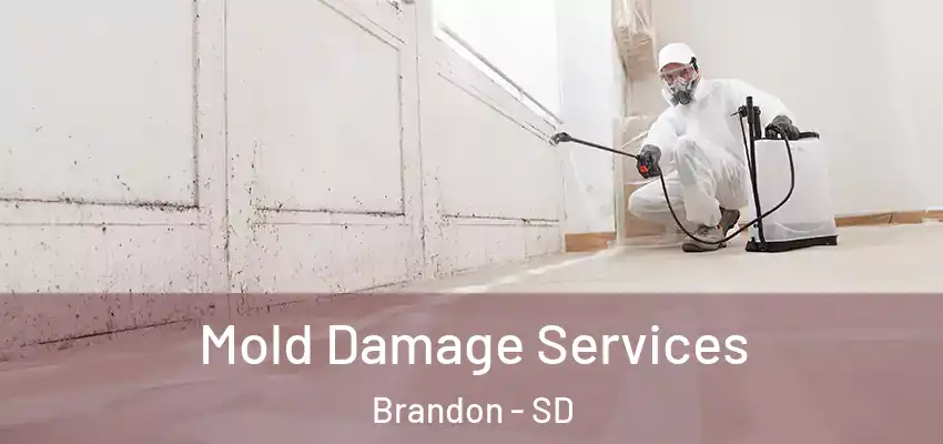  Mold Damage Services Brandon - SD