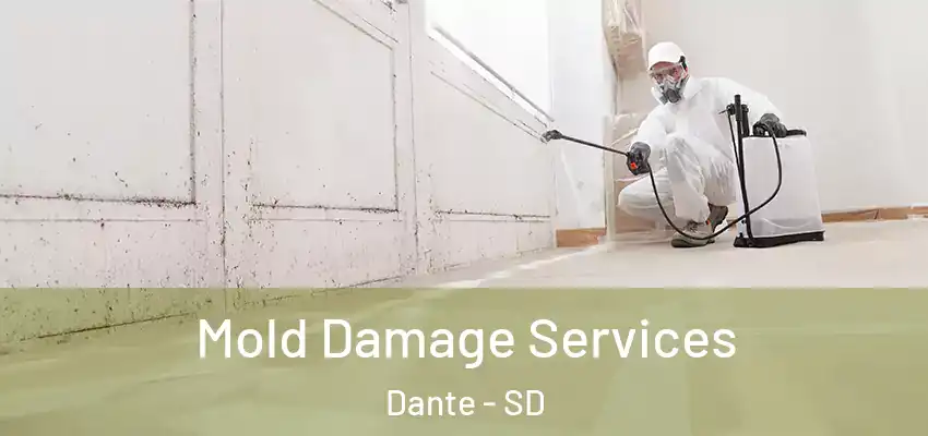 Mold Damage Services Dante - SD