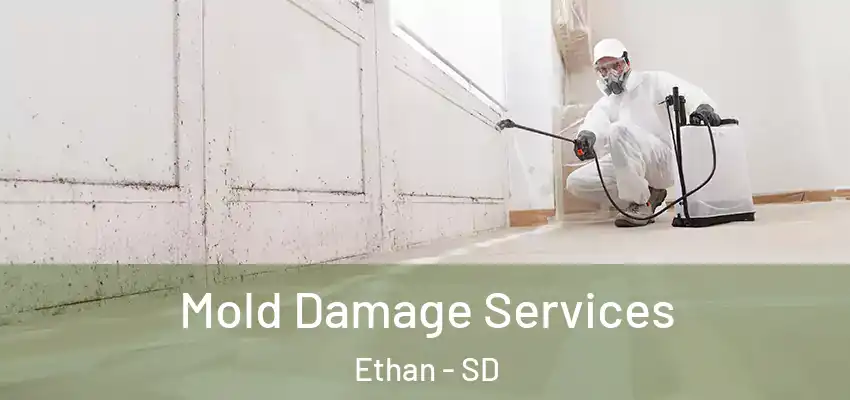 Mold Damage Services Ethan - SD