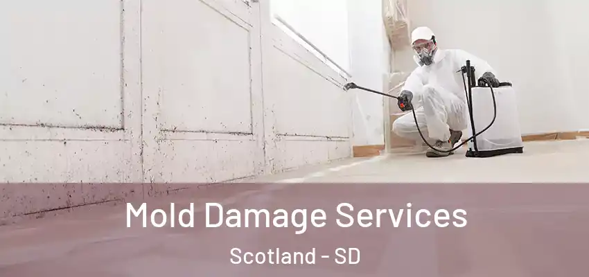 Mold Damage Services Scotland - SD