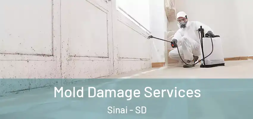  Mold Damage Services Sinai - SD