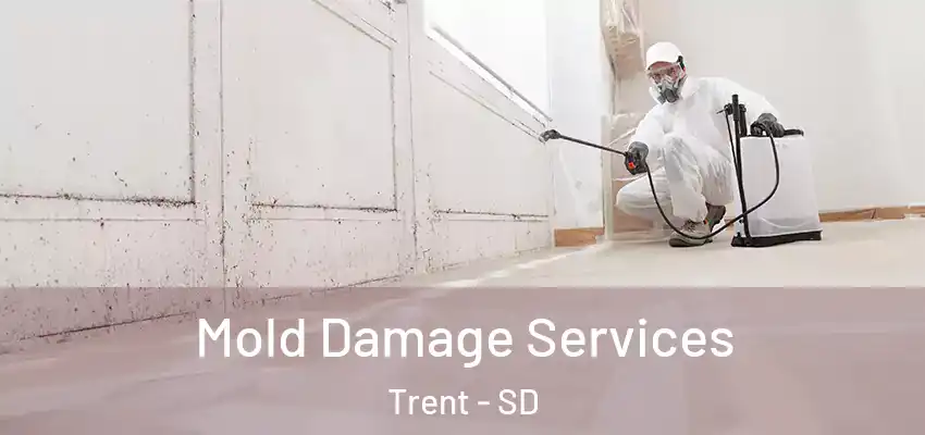  Mold Damage Services Trent - SD