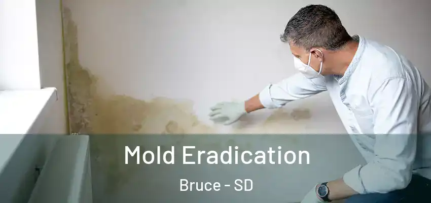 Mold Eradication Bruce - SD