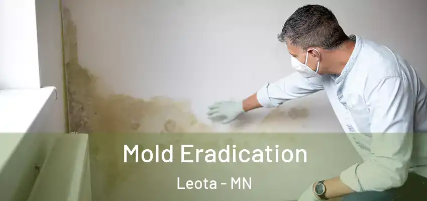 Mold Eradication Leota - MN
