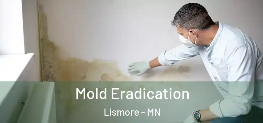 Mold Eradication Lismore - MN