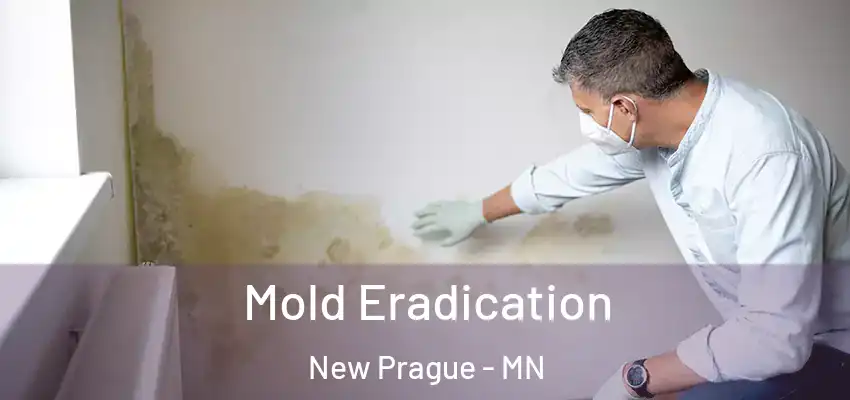  Mold Eradication New Prague - MN