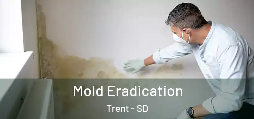  Mold Eradication Trent - SD