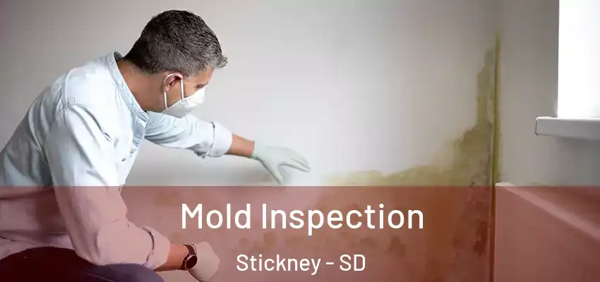 Mold Inspection Stickney - SD