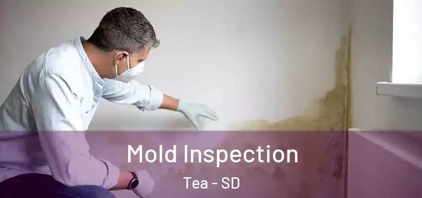  Mold Inspection Tea - SD
