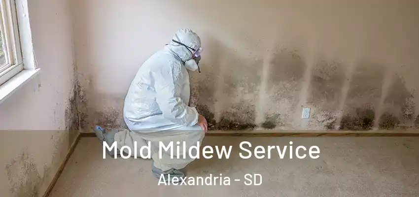 Mold Mildew Service Alexandria - SD