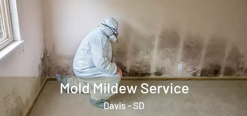  Mold Mildew Service Davis - SD