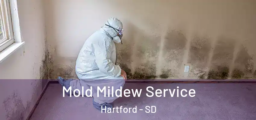 Mold Mildew Service Hartford - SD