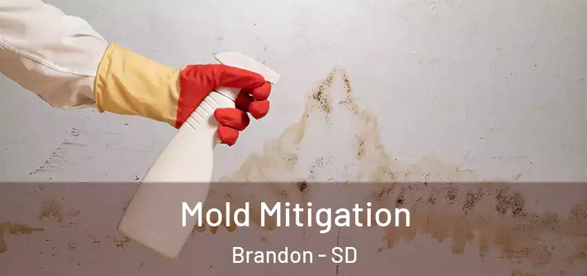 Mold Mitigation Brandon - SD