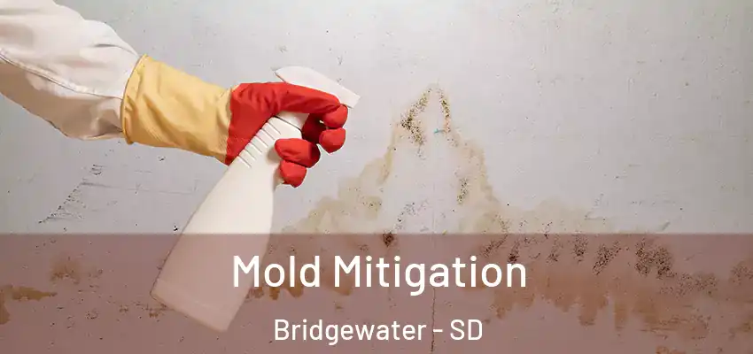  Mold Mitigation Bridgewater - SD