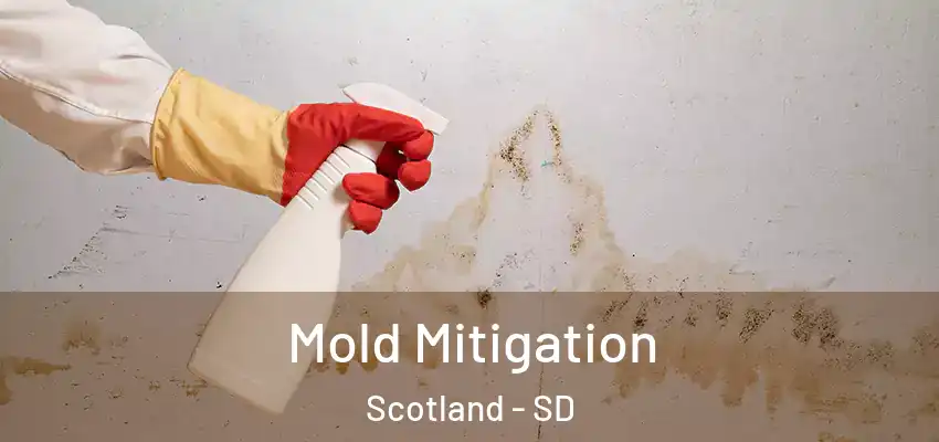 Mold Mitigation Scotland - SD