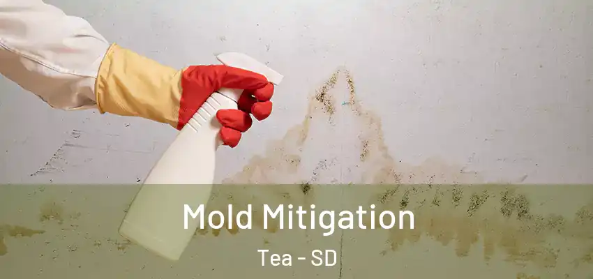 Mold Mitigation Tea - SD