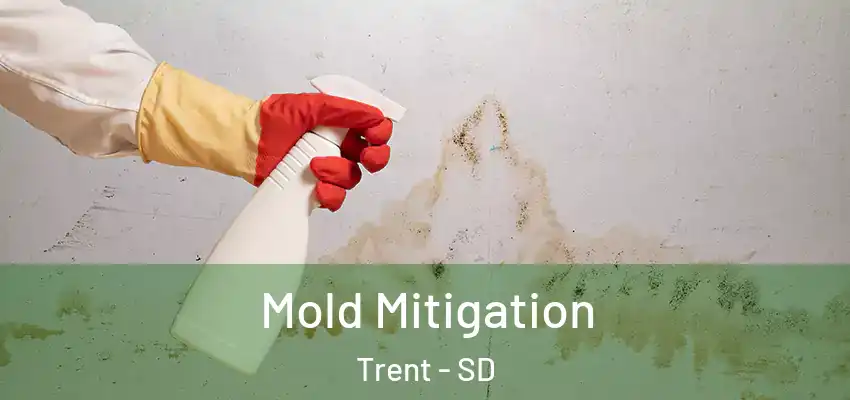  Mold Mitigation Trent - SD