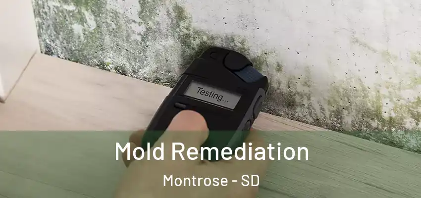  Mold Remediation Montrose - SD