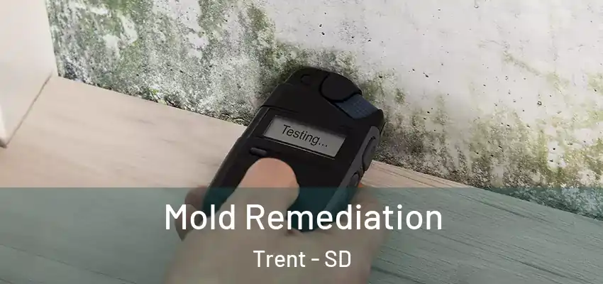 Mold Remediation Trent - SD