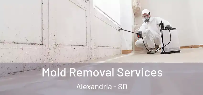 Mold Removal Services Alexandria - SD
