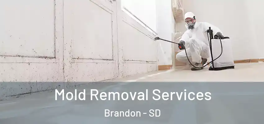  Mold Removal Services Brandon - SD