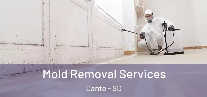  Mold Removal Services Dante - SD