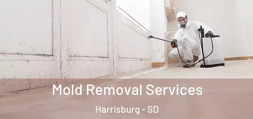 Mold Removal Services Harrisburg - SD