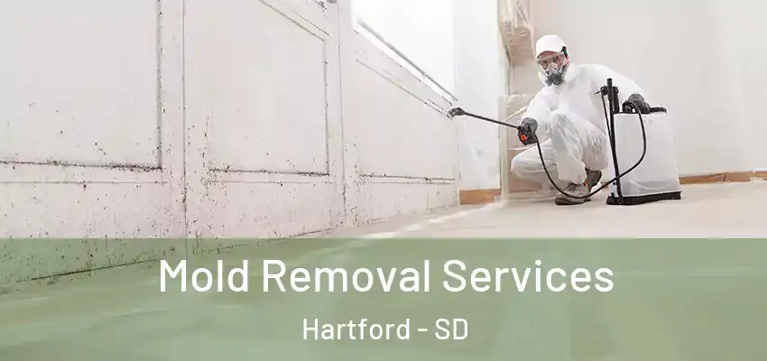 Mold Removal Services Hartford - SD
