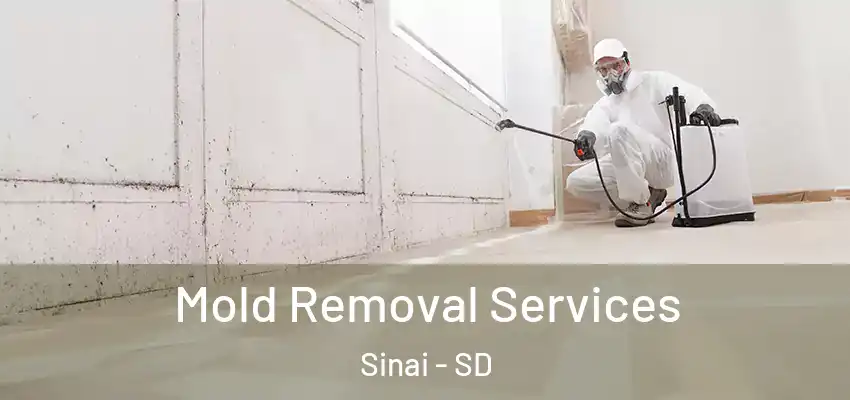 Mold Removal Services Sinai - SD