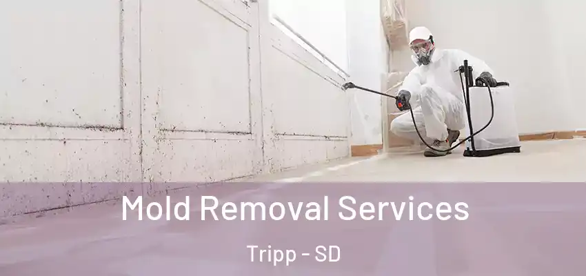 Mold Removal Services Tripp - SD